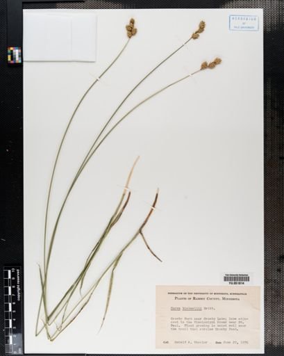 Carex bicknellii