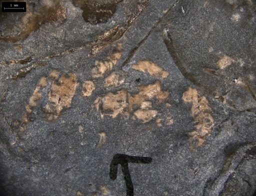 Aplocoma damesii
