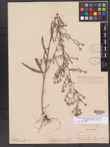 Symphyotrichum pilosum