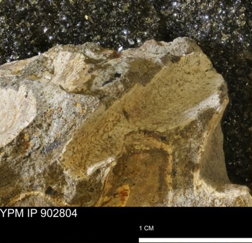 Baculites sp.