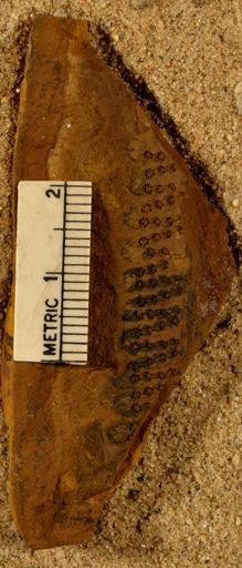 Pecopteris