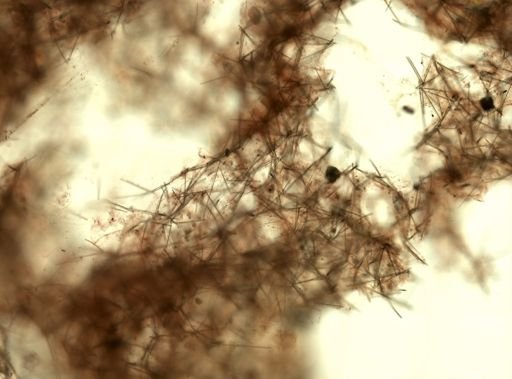 Iophon sp.