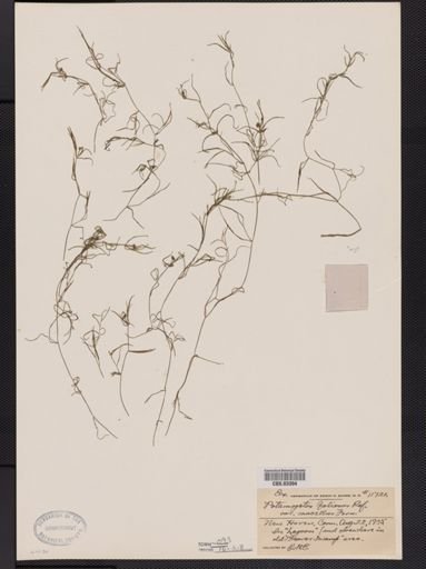 Potamogeton foliosus