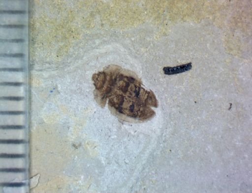 undet. Coleoptera