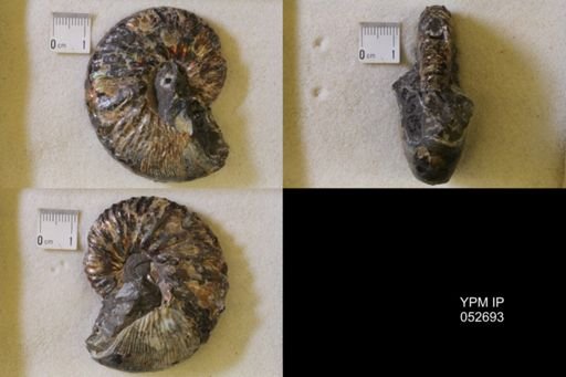 Hoploscaphites sp.
