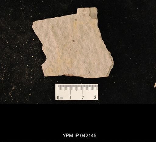 undet. Hymenoptera
