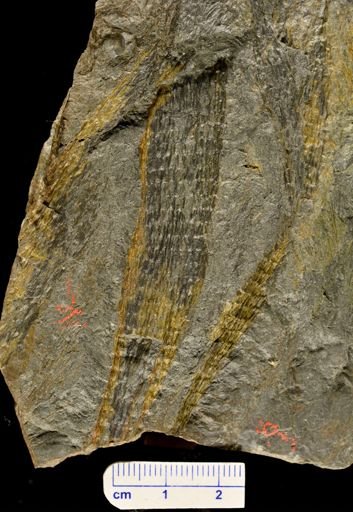 Drepanophycus