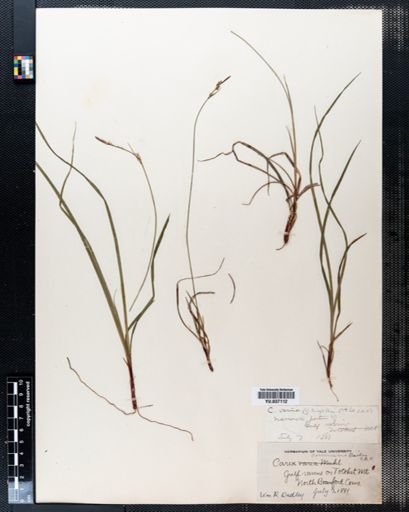 Carex communis