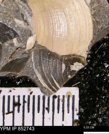 Limopsis striatopunctatus