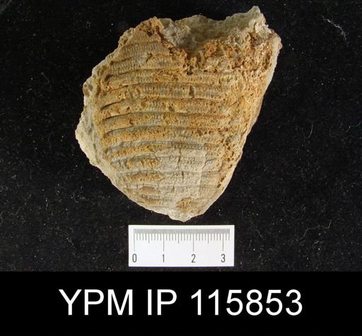 Lyttonia nobilis americanus