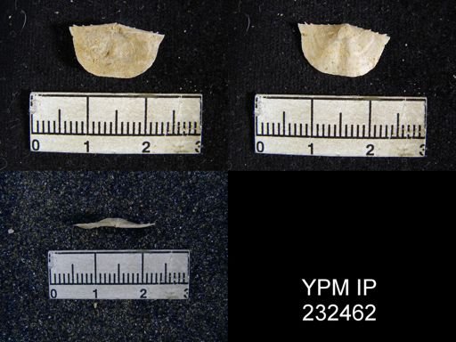 Chonetes granulifer