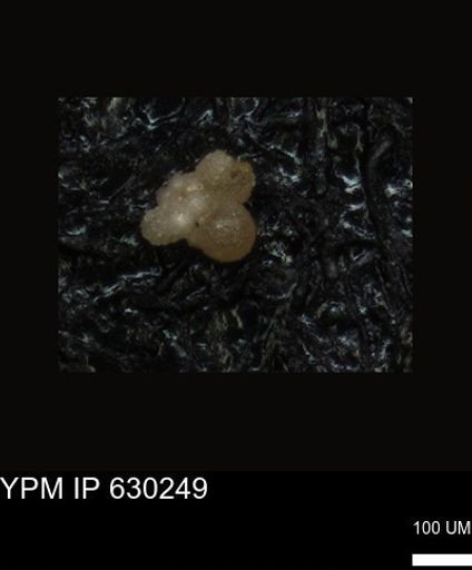 undet. Foraminiferida
