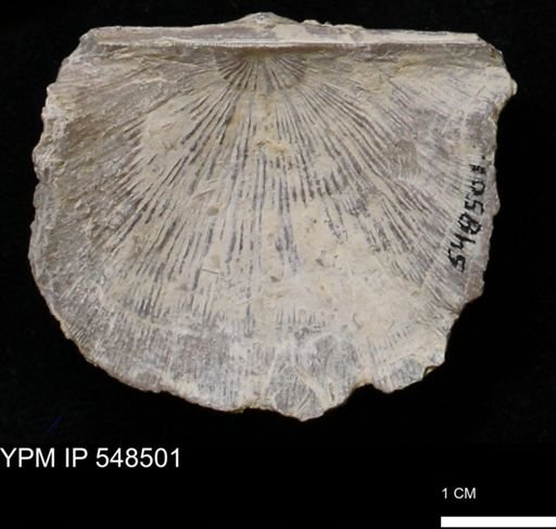 Stropheodonta callawayensis