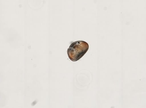 Cypris sp.