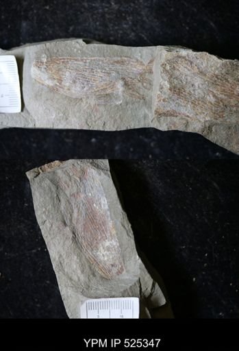 Dictyonema sp.
