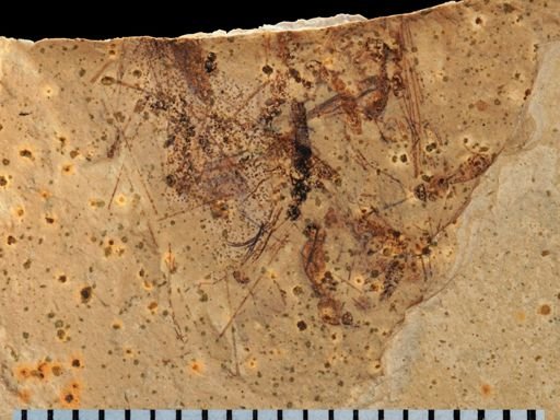 undet. Diptera