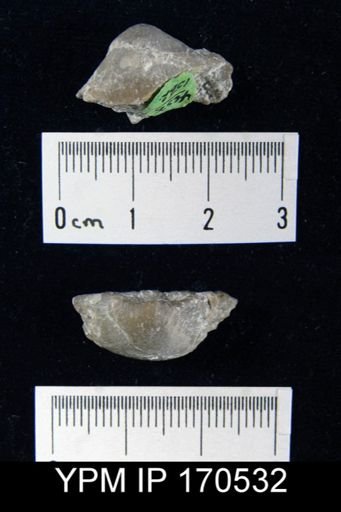 Tritoechia?