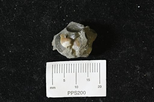 Limopsis?