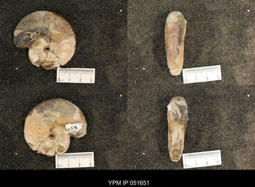 Hoploscaphites nicolletii