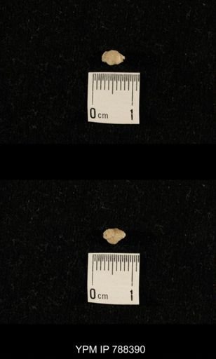 taxon undetermined