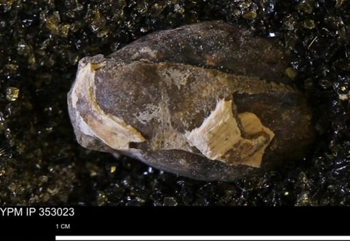 undet. Bivalvia