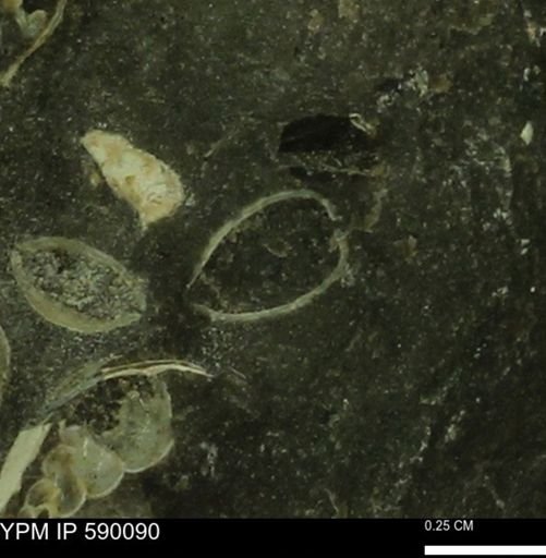 Tenuipteria fibrosa