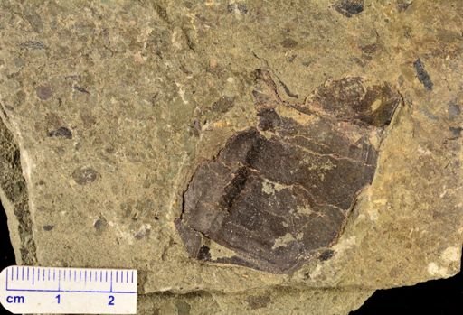 Archaeopteris