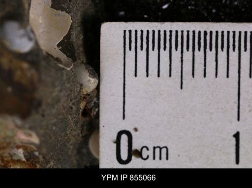Protocardia subquadrata