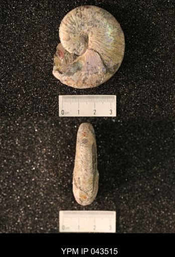 Hoploscaphites nicolletii