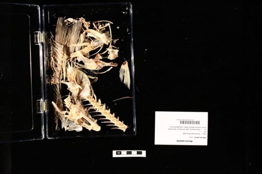 Morone saxatilis
