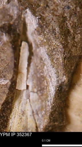 undet. Bivalvia