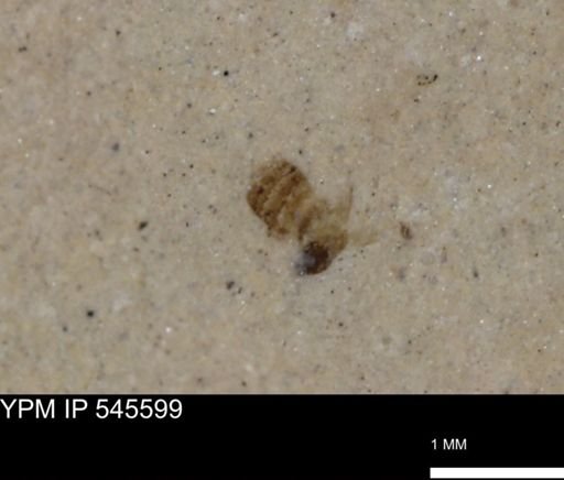 undet. Insecta
