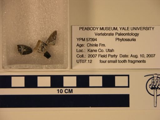 Phytosauridae