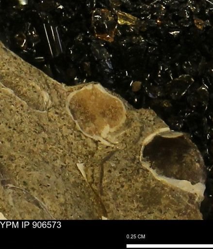 undet. Bivalvia