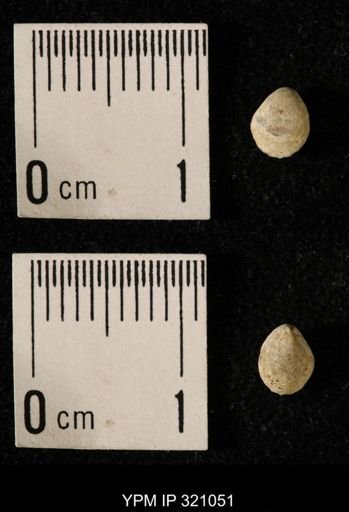 Dielasma elongatum