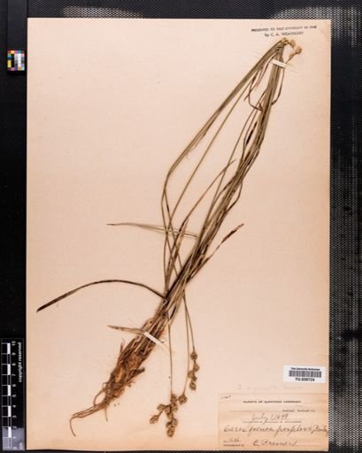 Carex