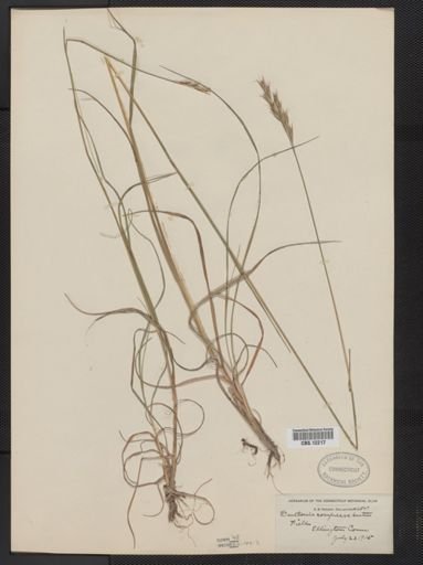 Danthonia compressa