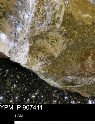 undet. Ammonoidea