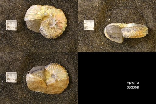 Discoscaphites gulosus