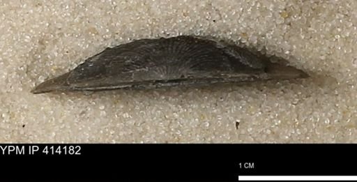 Devonochonetes mucronatus?