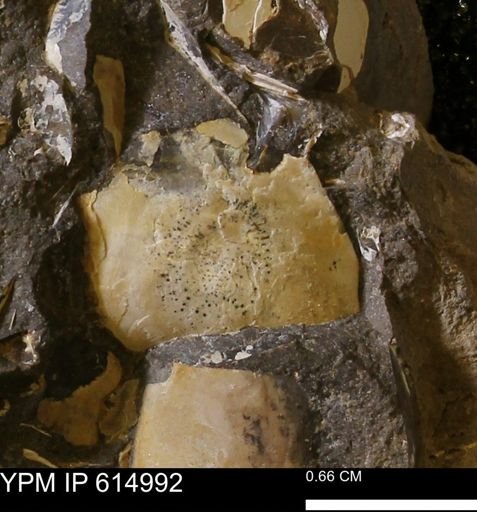 Baculites?