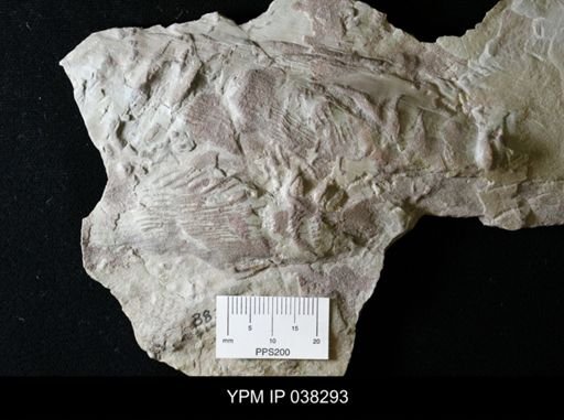Cruziana pectinata