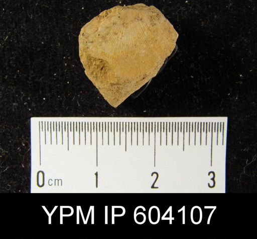 Chonostrophia helderbergiae