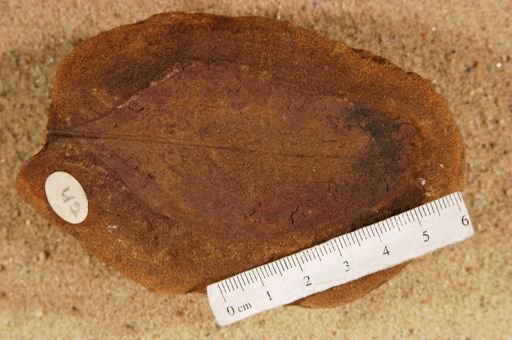 Sassafras cretaceum