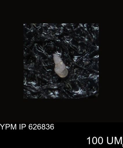 undet. Foraminiferida