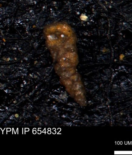 Verneuilinoides hectori