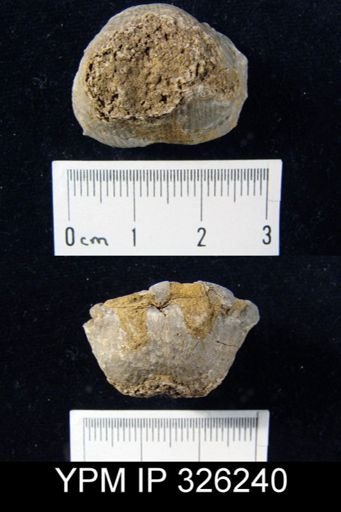 Marginifera lasallensis