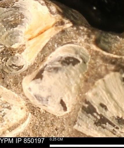 Scaphitidae
