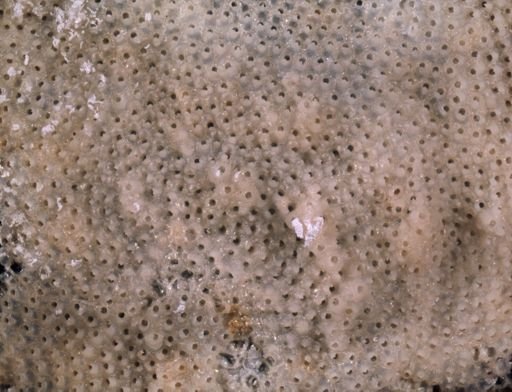 Bryozoa