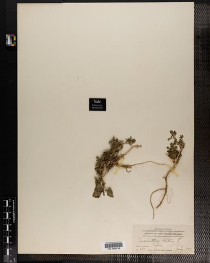 Plantae